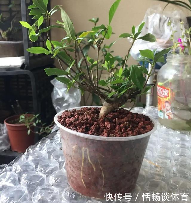 喝完饮料的瓶子不要丢,切一刀,扎三个孔,用来养花省钱又环保