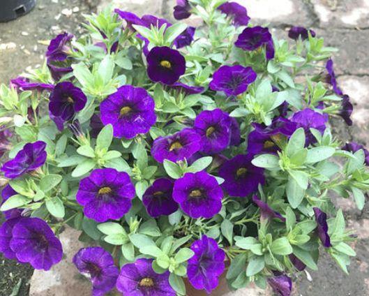 4种花超有仙气的，迷人的花朵色彩斑斓，颜值超高的