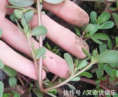 麻绳菜|农村一种常见植物，人称“药王”，价值极高，是白发的“福星”！