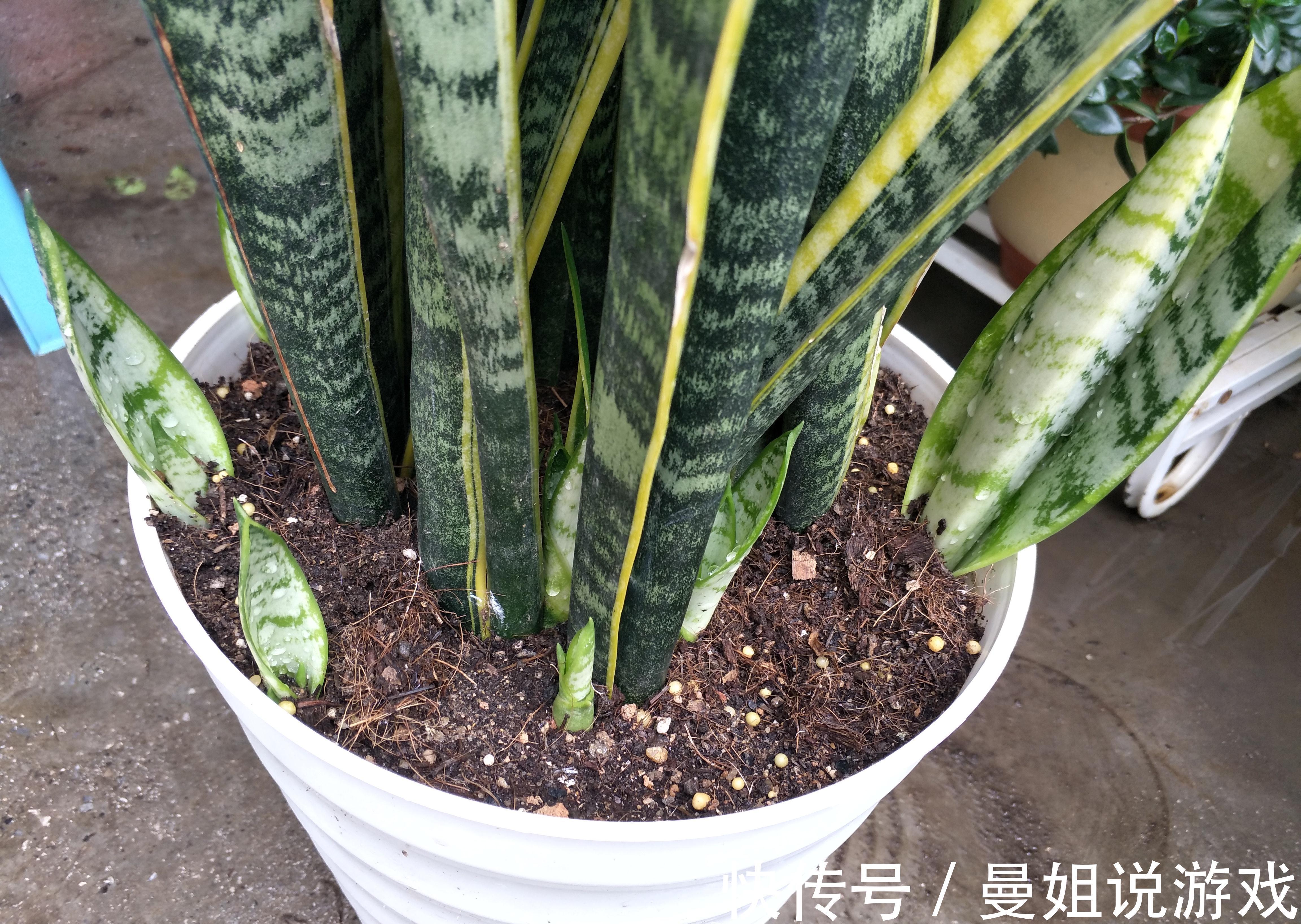 这四种植物适合小盆浅栽,少浇水,才能根系健壮,养得久