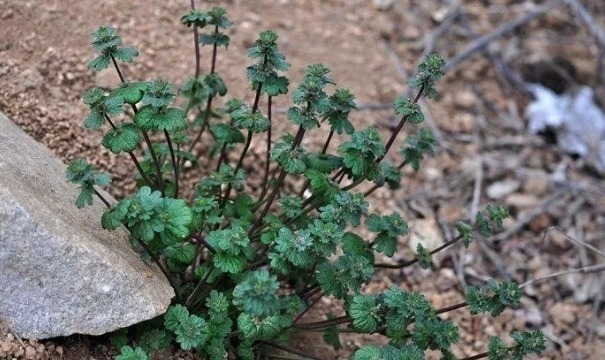 农村|农村一种野草，被称“植物黄金”，如今价值珍贵，市场100元一斤