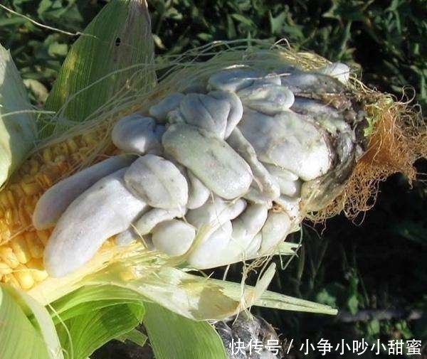 这些玉米长满了“灰色脓包”,但农夫看到却开心不已纷纷抢着要
