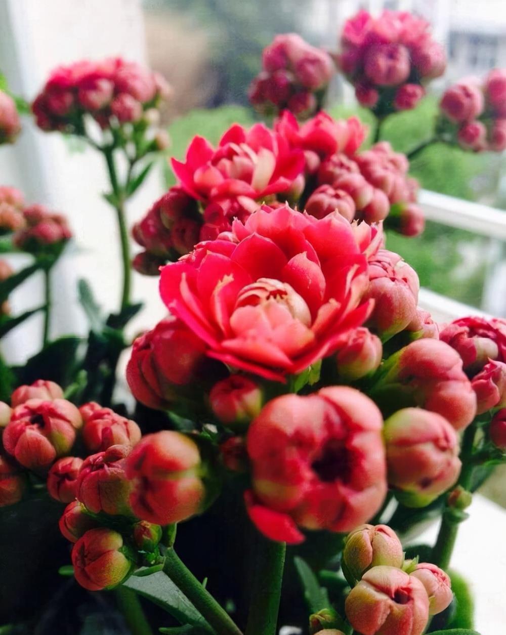 花芽|公认“好养”的3种花,适合现在养,稍加养护就能接二连三开花