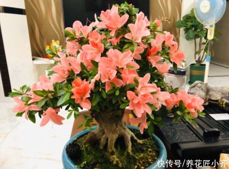 家中如果养着“夏必死”花卉，想要不出意外，必须这样做