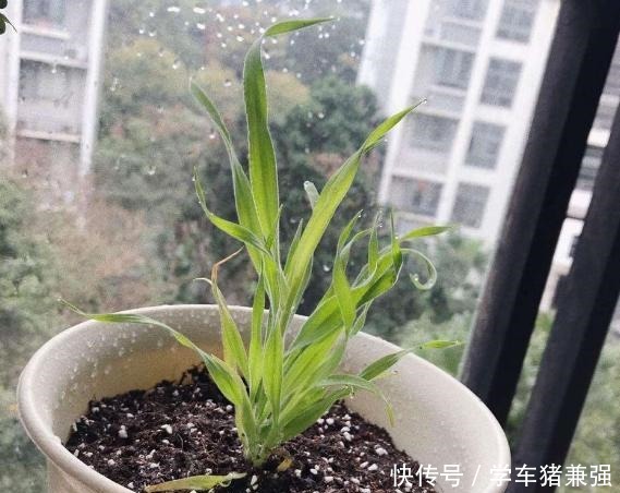 有钱人的庭院,现在流行“种草”了,4种“野草”你们见过吗!