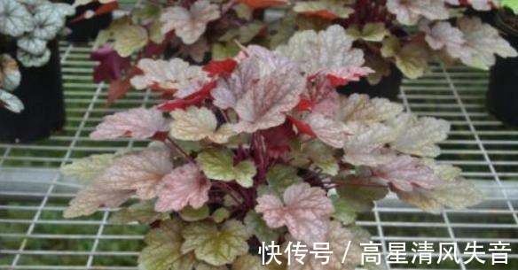 冬天养花是个大挑战,选择这一种耐寒花,会更好养护一些!