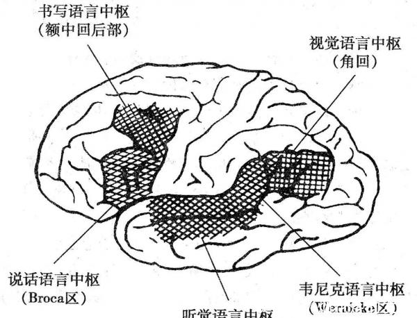 学不会英语真的是因为爱锅吗，这个锅应该让它们来背！