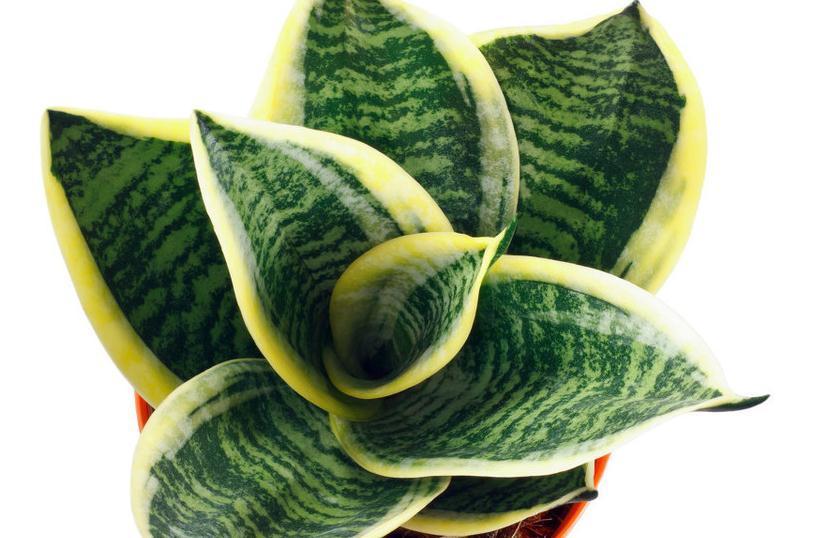 北阳台不适合养花,5种花,在北阳台轻松开出花海