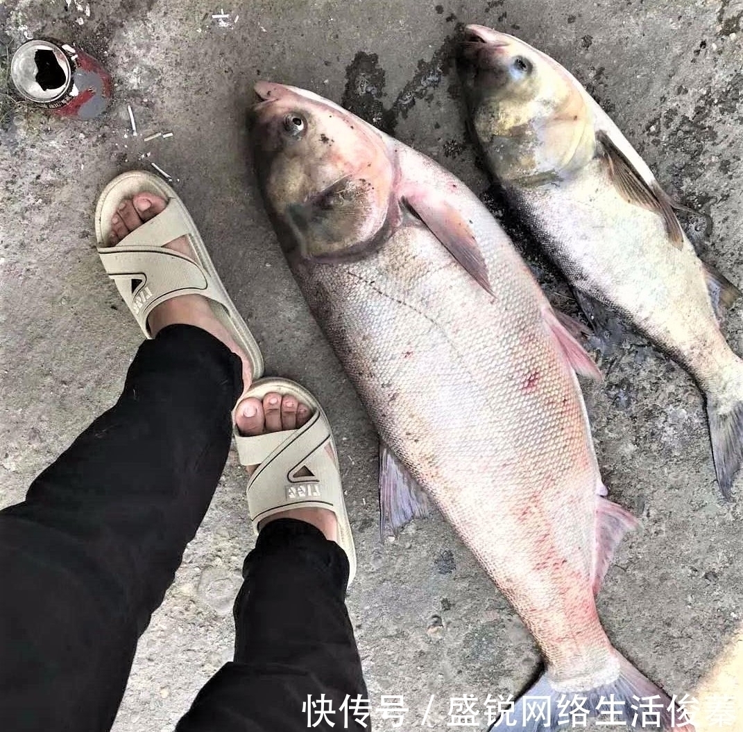 馒头|用馒头也可钓鱼?什么情况下用红虫、蚯蚓、玉米作钓,效果更好?