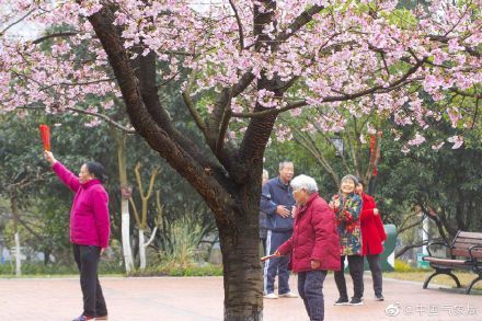 “樱”你而绽放，春来好花枝