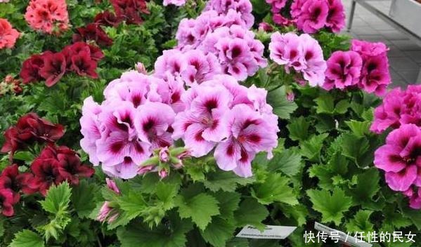 春天养花如何解决开花难拿它浇花，嗖嗖开出又大又漂亮的花