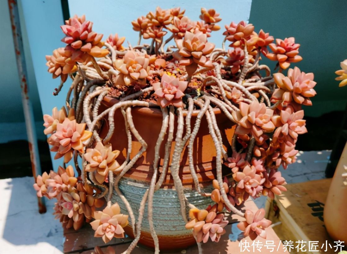 叶片|想养多肉不会养?5种多肉好养,给它时间,它会“惊艳”到你