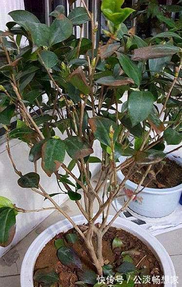 茶花换盆有“方法”,做好“几点”,叶子不脱落,7天就开始长根