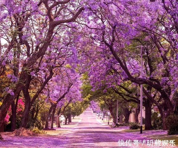 此花是蓝色的悲伤，代表着宁静的忧伤，还是学生的考神花