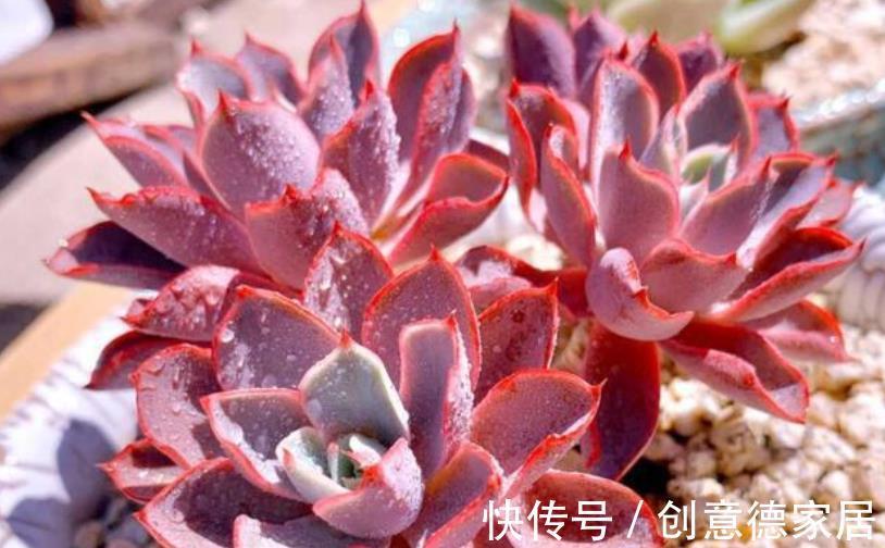 肉墩|秋天养盆多肉赫拉,出状态美极了,养成群生肉墩子,适合新手