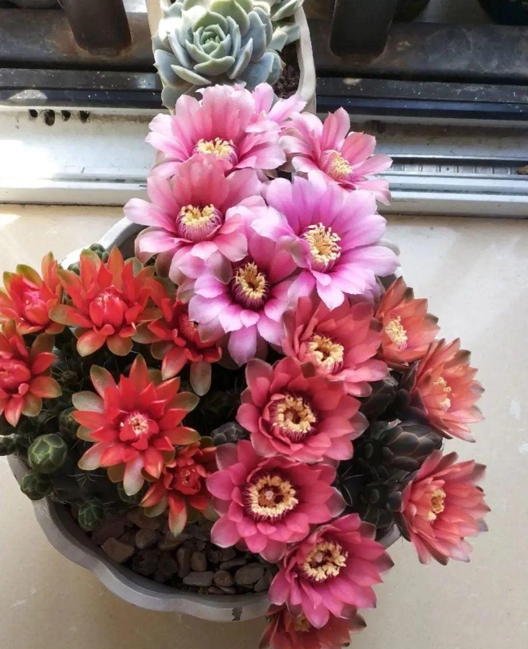 风雨兰|从养花大神家，偷来3个爆花技巧，快学，24小时后删