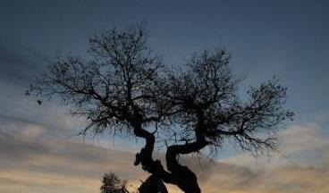 虞美人!李煜暮年的一首词,笔触细致,读完令人心碎