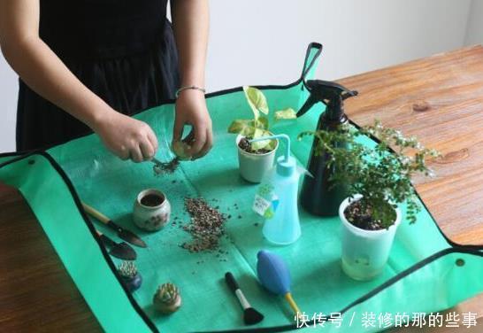 多肉换盆取不出来咋整?资深肉友:教你3招