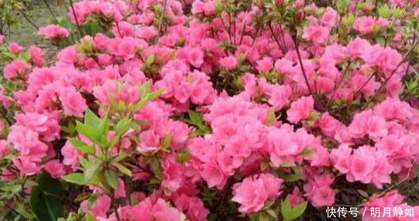 用“它”喷一喷,绣球花、杜鹃花、栀子花蹭蹭猛长,真是太喜人了