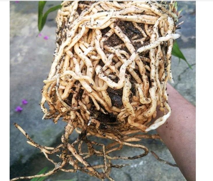 以下“2种”药,对于养兰花的人来说,是不可多得的好“肥”