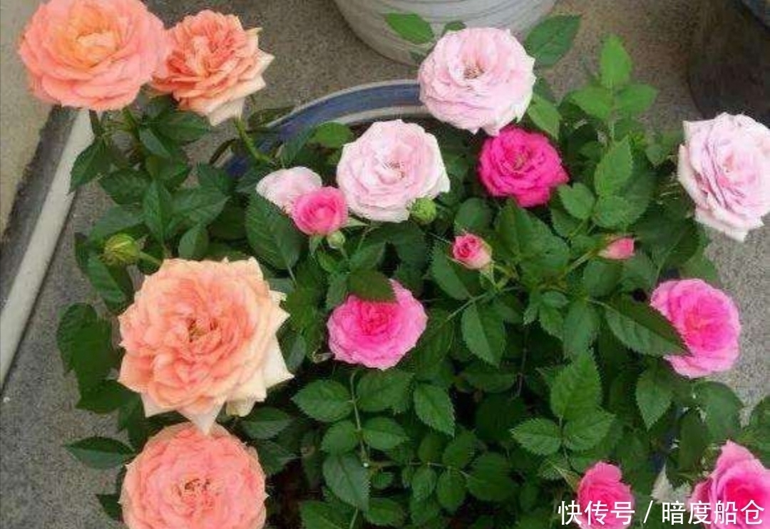 阳台也能养的“微型月季”,花期长、品种多,四季有花赏