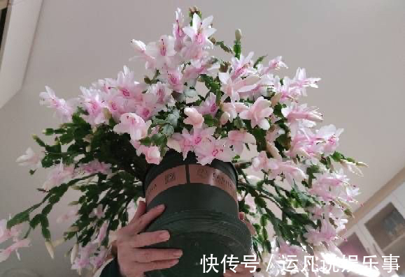 叶片|怕热怕水的蟹爪兰,夏天“这样养”,才能顺利度夏,秋天棒棒哒
