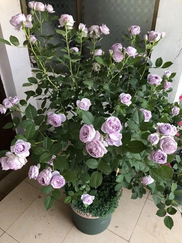 月季中最被赞绝花色，一年四季开花，花色迷人，开花量多，易爆盆