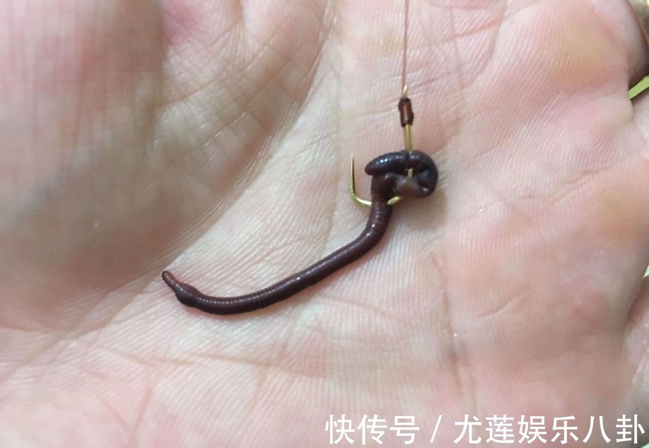 渔获|蚯蚓钓鱼,不可不知的6个技巧,能让你渔获翻2倍!