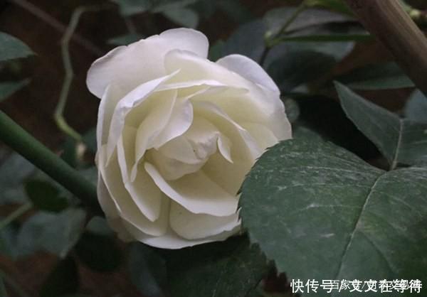 30种经典月季大合集,好看还养眼,看看你喜欢哪个