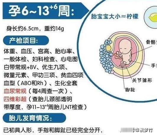 中期|怀孕中期应该系统地做哪些检查?3个阶段重要的产检项目都在这里