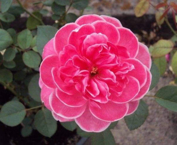 最受欢迎的5种花，花朵娇艳花期长，开花耀眼人人爱，家中必备