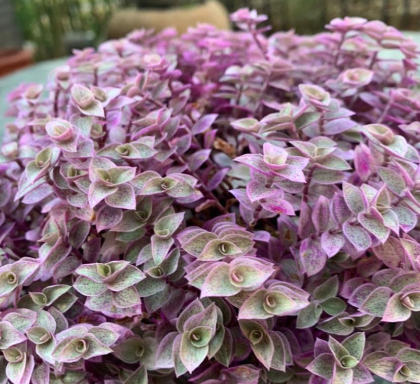 生根|适合夏天养的多肉,养一盆“爆”一盆,生根特快