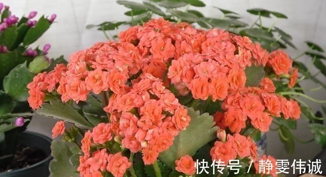 不死鸟|长寿花不能一盆栽多棵!因为难养好,想要一盆多色只有一个方法!