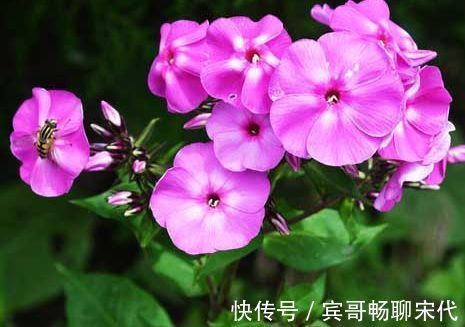 盆栽|一年四季都能开花的盆栽,阳台养一盆,全年不枯萎,香气芬芳不散