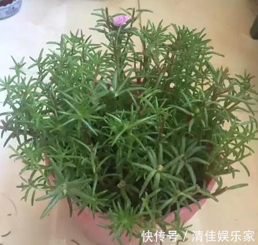 花卉|夏季养花,首选这些不怕晒,不怕旱的花卉,养着省心、看着养眼