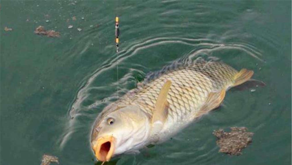 鲤鱼咬钩的经典漂相,出现这些漂相时,心跳加速,一定是大鲤鱼!