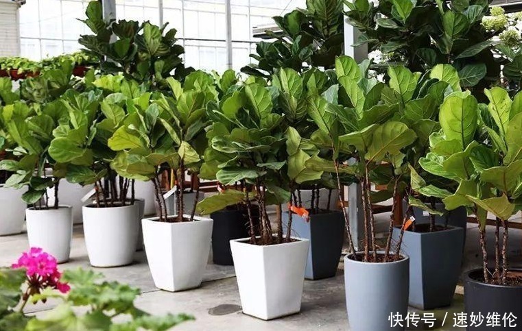叶片|年轻人别只知道养绿萝,这3款绿植适合居家养,时尚个性超有范