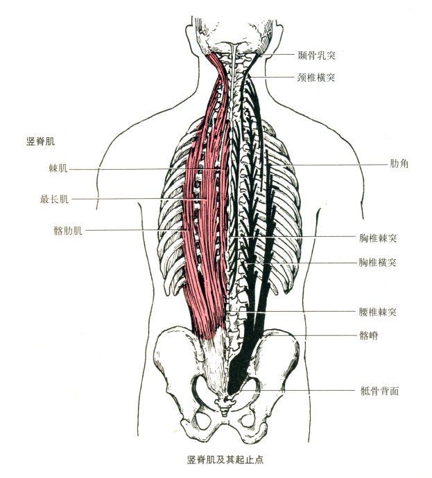 胸部肌肉解剖图