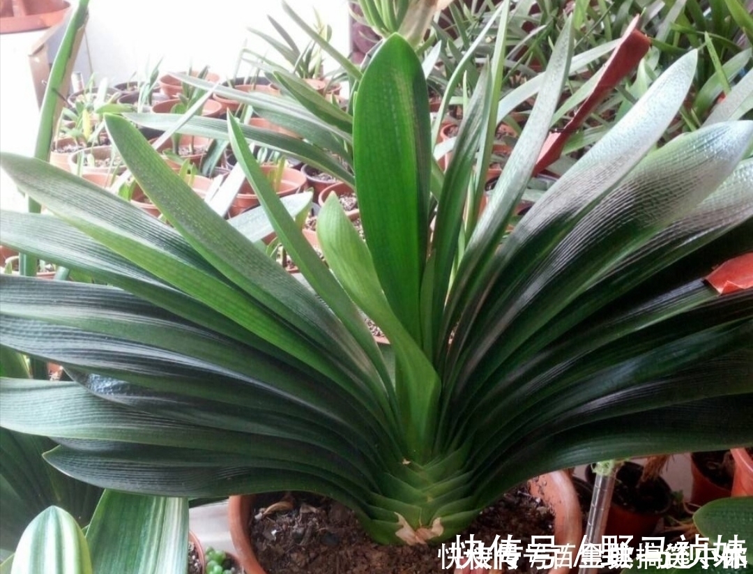 养君子兰，夏天不能做3件事，不然易烂根黄叶