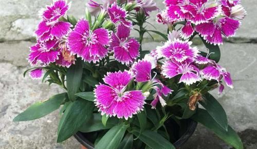 洋葱|洋葱,养花的“好帮手”,既能杀虫又能堆肥,还很便宜