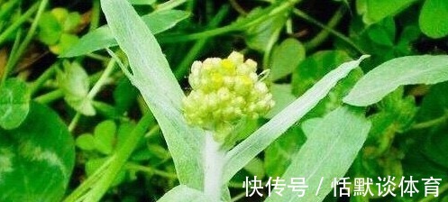 毒素|不想常生病,用此“祛湿王”泡水喝,排出身体毒素,身体更健康