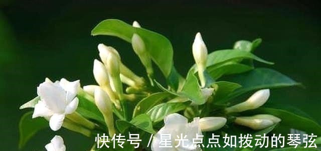 茉莉土|茉莉土加“一料”,不黄叶不徒长,易生根长得旺,养成繁花老桩!