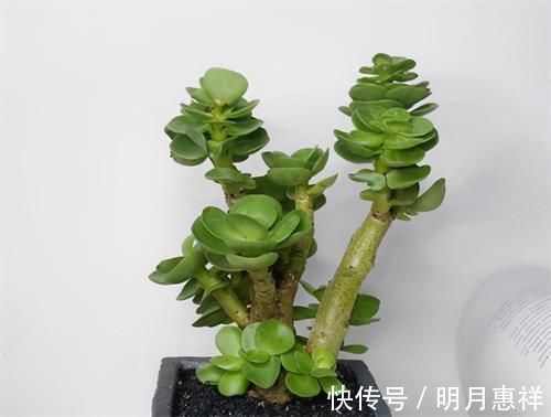 多肉金钱木，养成老桩更好看，招财旺福好运来