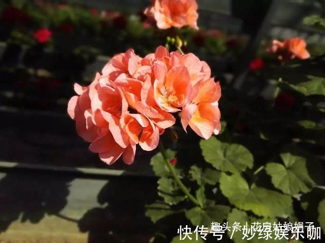 三角梅|适合秋天养的7种花,好养易活,只要环境合适,爱开花,花期长