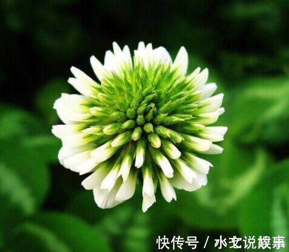 养树不如养盆“假菊花”,一浇水就狂长,比绿萝好养、比菊花美