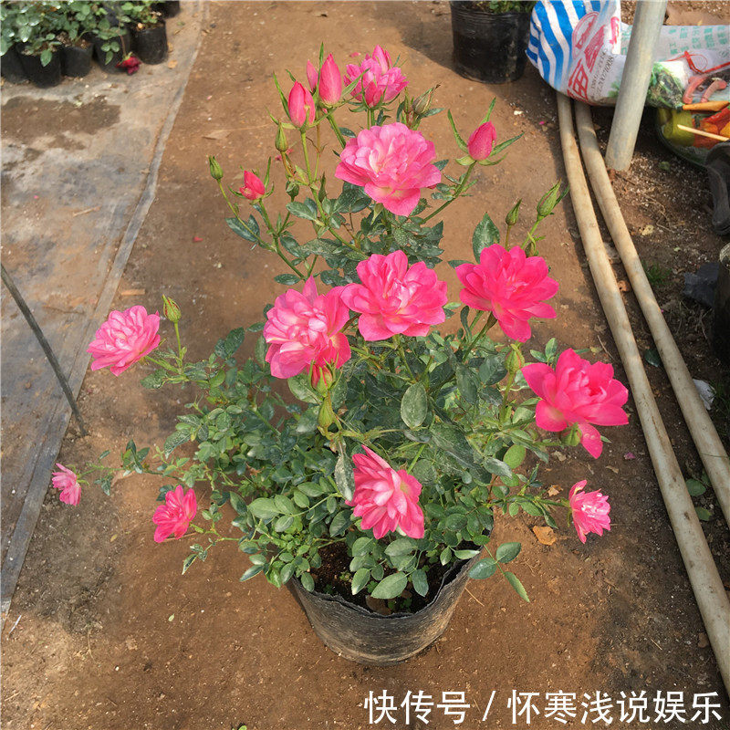 开花|此花号称“开花机器”,居家盆栽牢记4点,开花繁殖能力特强