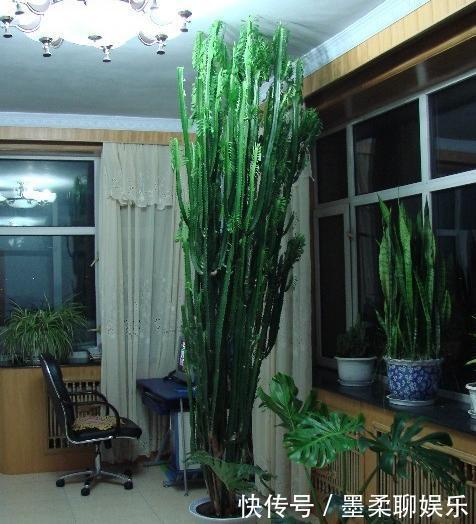 仙人掌|这3款植物虽其貌不扬,室内盆栽,却能让家里变成“天然氧吧”