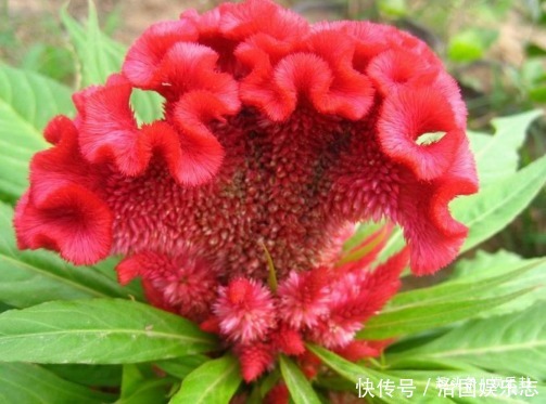 此花是“秋天”的代表,外表奇形怪状,被视为永不变心的爱