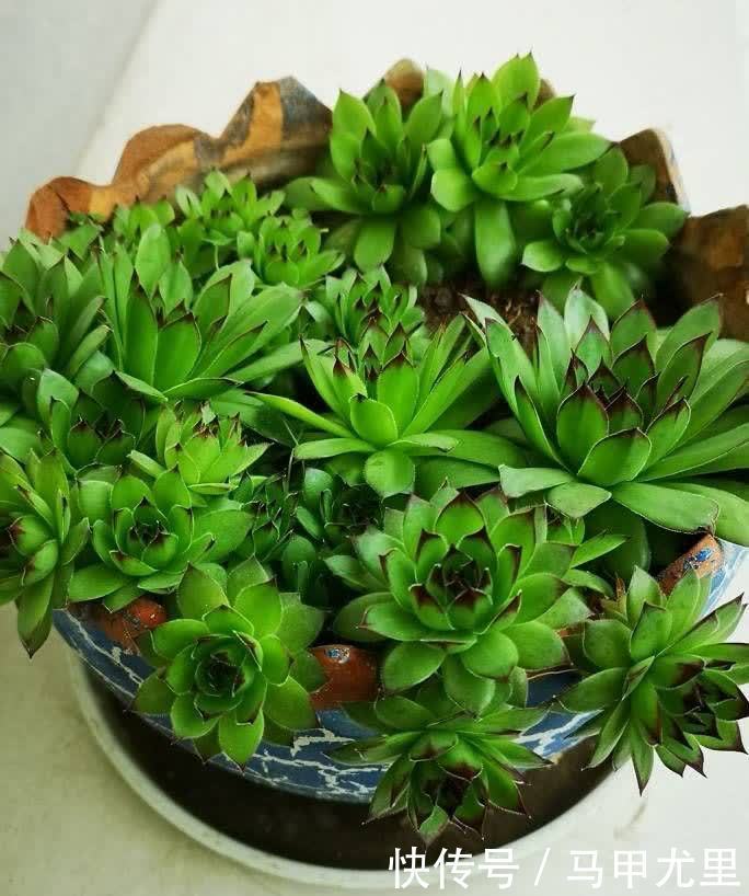 春天到了，观音莲这样养，小崽儿更多，长得更快更美