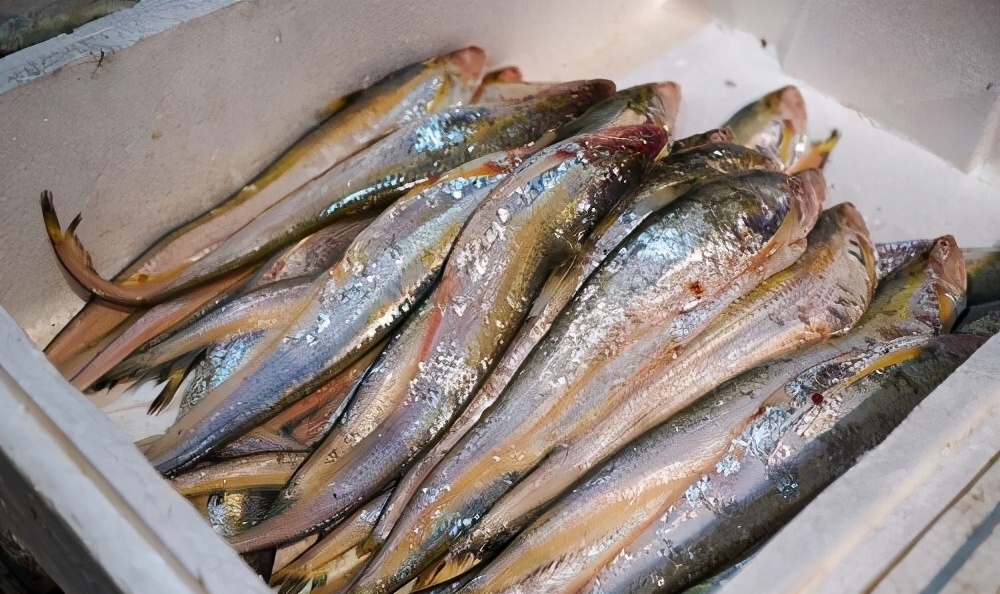 黄河鱼的秘密：跃龙门的不是鲤鱼，是谁？谁当了数百年的宫廷鱼？